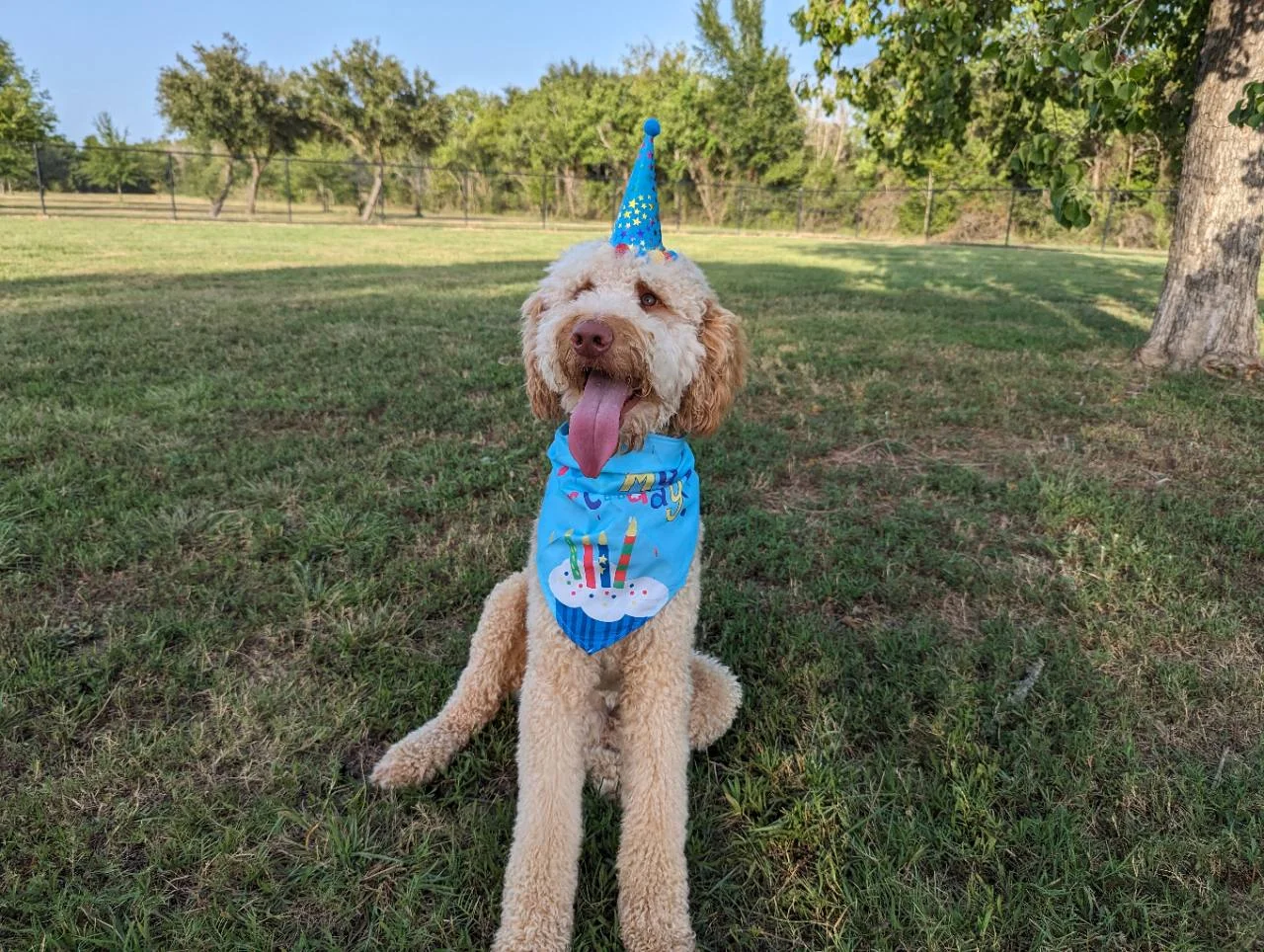 Our Goldendoodle dad sitting in the grass wearing a blue birthday hat and bandana