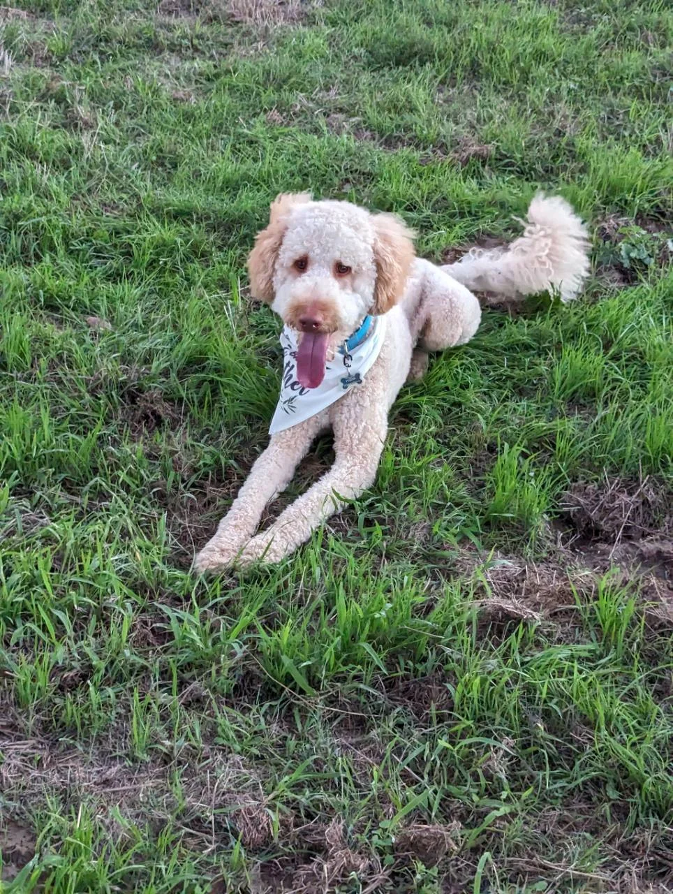 Our Goldendoodle dad lying in the grass wearing a white bandana